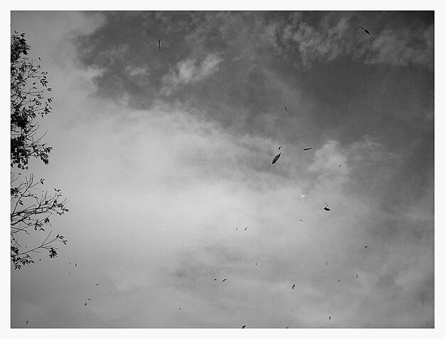 Foto vista de ángulo bajo de aves volando contra el cielo