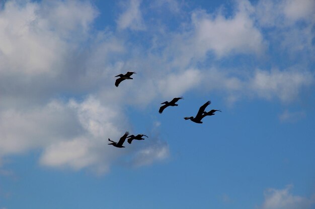 Foto vista de ángulo bajo de aves volando contra el cielo