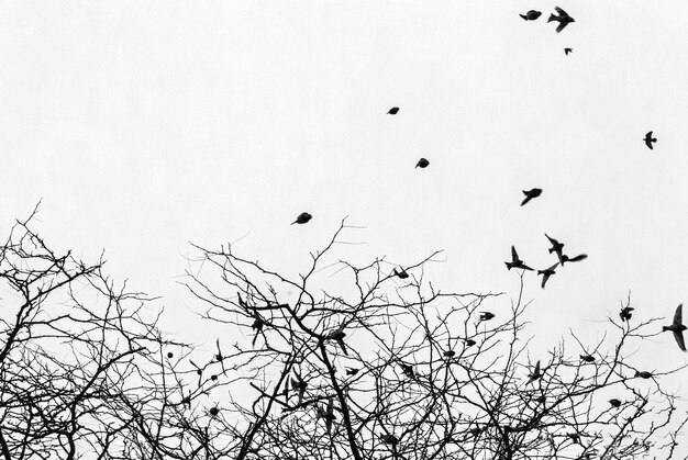 Foto vista de ángulo bajo de las aves en vuelo