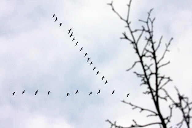 Vista de bajo ángulo de una bandada de aves volando contra el cielo