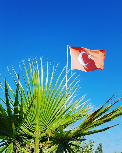 Foto vista en bajo ángulo de la bandera turca por una palmera contra un cielo despejado