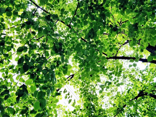 Foto vista de ángulo bajo de bayas en el árbol