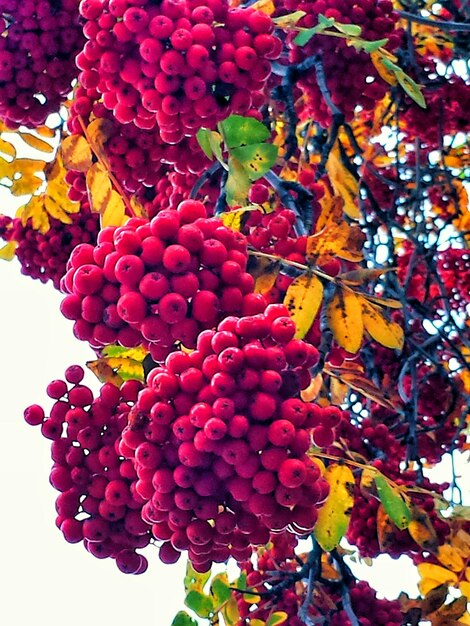 Foto vista de ángulo bajo de las bayas en el árbol