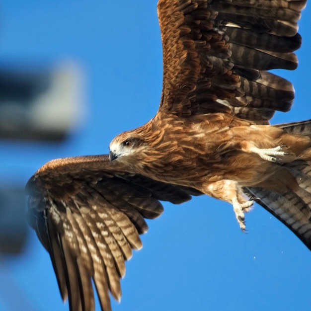 Foto vista de ángulo bajo de un búho contra un cielo despejado