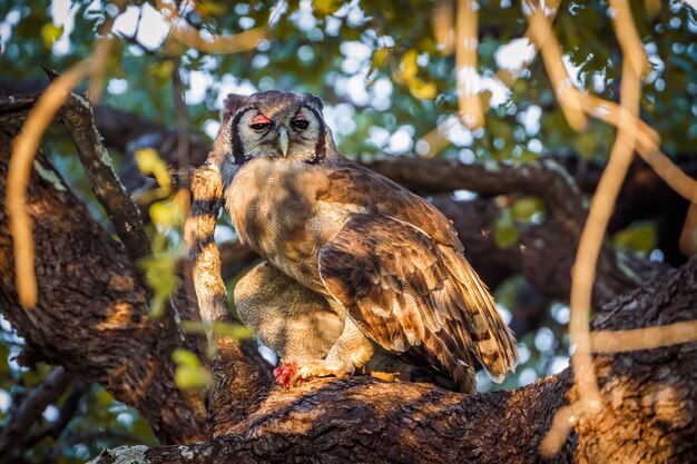 Foto vista de ángulo bajo de un búho posado en un árbol