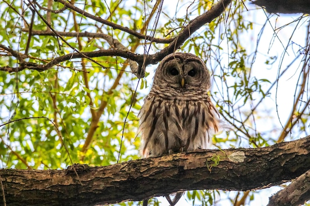 Foto vista de ángulo bajo de un búho posado en un árbol