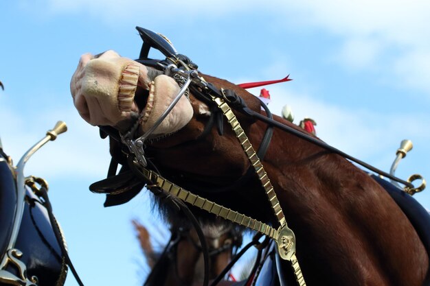 Foto vista en bajo ángulo del caballo en brida