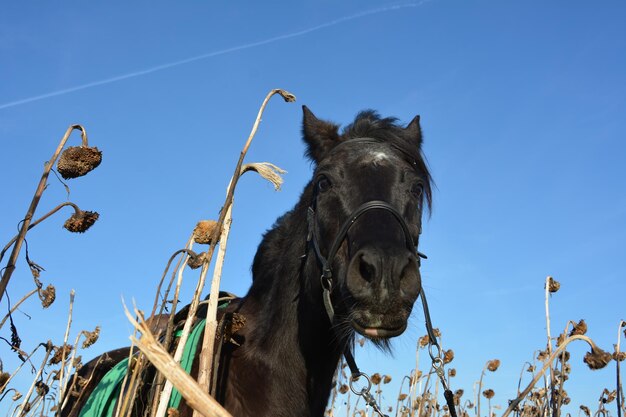 Foto vista de ángulo bajo de un caballo en medio de girasoles secos contra un cielo despejado