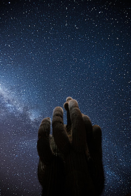 Vista de ángulo bajo de cactus contra el campo de estrellas por la noche
