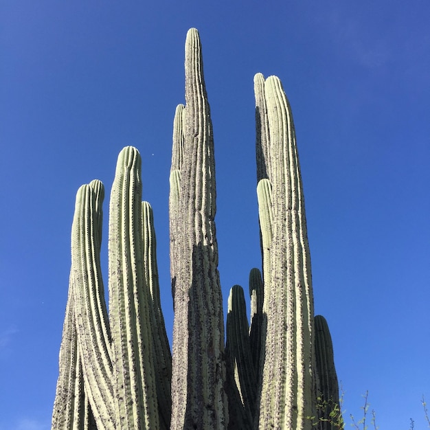 Foto vista de bajo ángulo de cactus contra un cielo azul claro