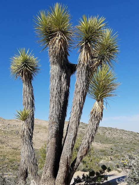 Vista de bajo ángulo de cactus contra un cielo azul claro