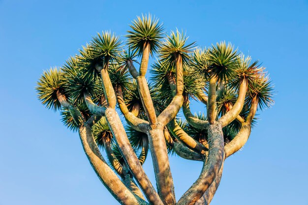 Foto vista de bajo ángulo de cactus contra un cielo azul despejado