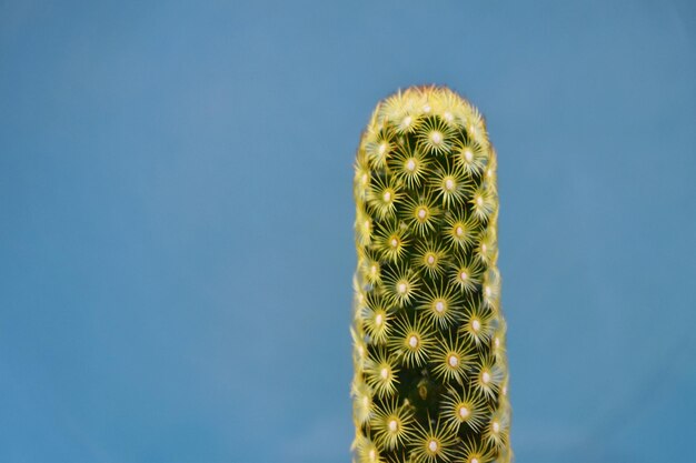 Vista de ángulo bajo de cactus contra el cielo azul