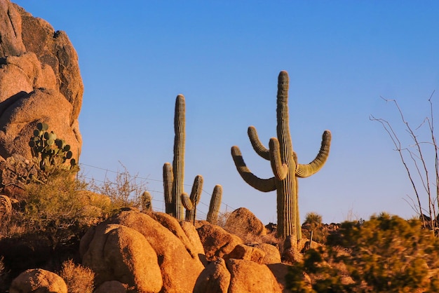 Vista de ángulo bajo de cactus contra un cielo despejado
