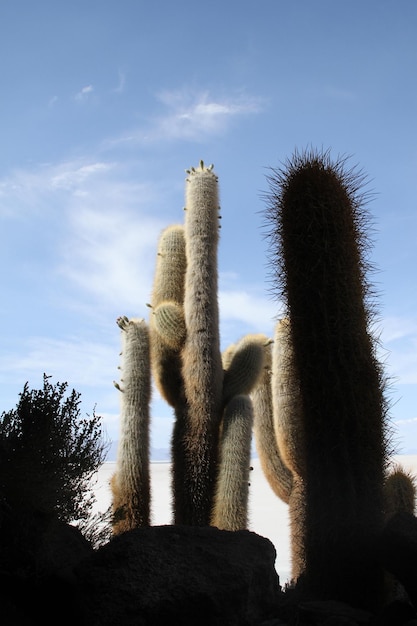 Foto vista de ángulo bajo de cactus contra el cielo