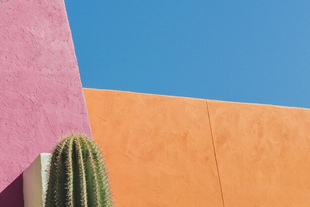 Foto vista de ángulo bajo de cactus contra la pared del edificio