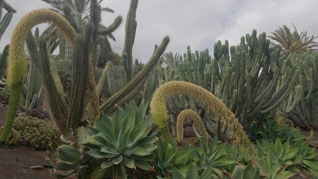 Vista desde un ángulo bajo de un cactus que crece en el campo