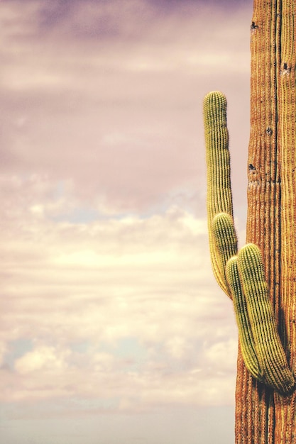 Vista de ángulo bajo del cactus saguaro contra el cielo durante la puesta de sol