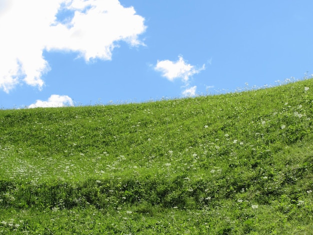 Foto vista de ángulo bajo del campo verde contra el cielo