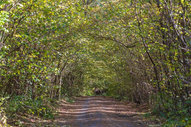 Vista de ángulo bajo de una carretera en medio de un bosque Árboles formando un túnel sobre una carretera en otoño Ucrania