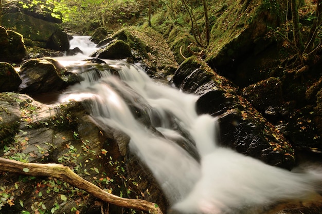 Vista de ángulo bajo de la cascada en el bosque