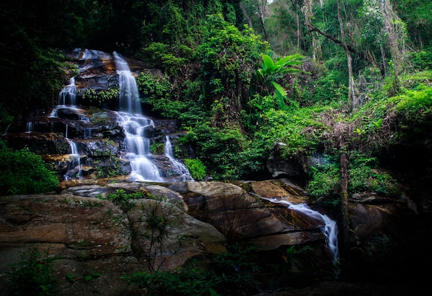 Vista de bajo ángulo de la cascada a lo largo de las plantas