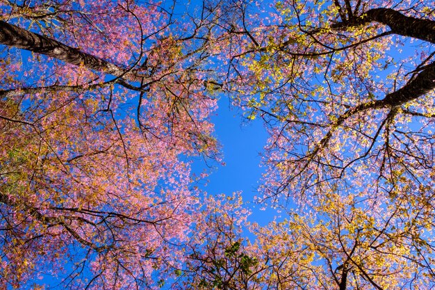 Foto vista de ángulo bajo del cerezo contra el cielo azul