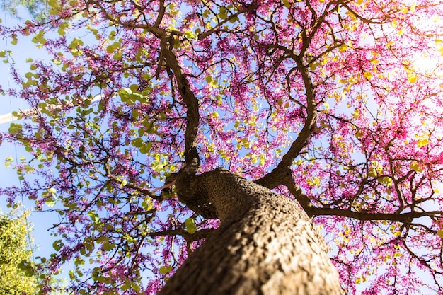 Foto vista de ángulo bajo del cerezo contra el cielo