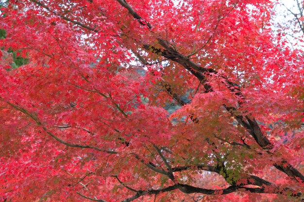 Foto vista de bajo ángulo del cerezo en flor