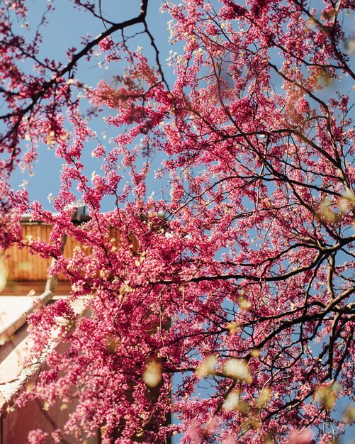 Foto vista de bajo ángulo del cerezo en flor