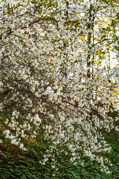 Foto vista de bajo ángulo del cerezo en flor