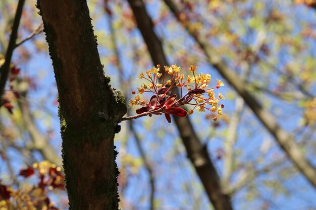 Foto vista de bajo ángulo del cerezo en flor