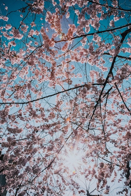 Vista de ángulo bajo los cerezos en flor contra el cielo