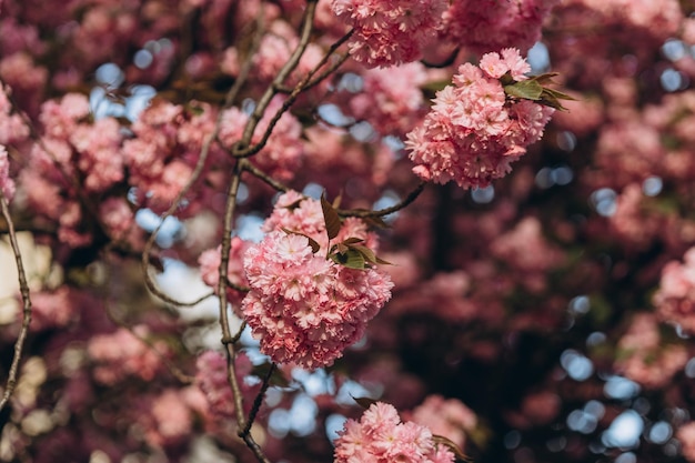 Vista de ángulo bajo los cerezos en flor contra el cielo