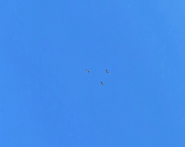 Foto vista de ángulo bajo de cielo despejado