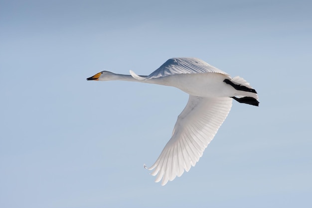 Vista de bajo ángulo del cisne que vuela contra un cielo despejado