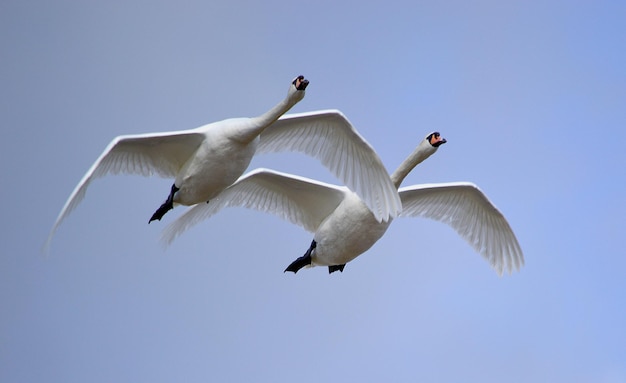 Vista de bajo ángulo de cisnes volando contra un cielo despejado