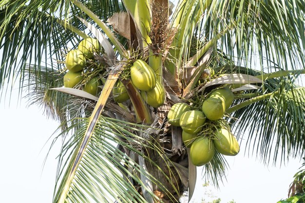 Foto vista de bajo ángulo de cocos creciendo en el árbol