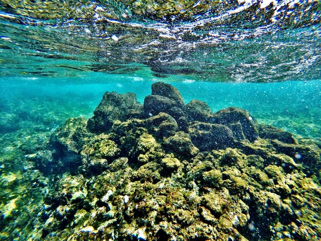 Foto vista de ángulo bajo del coral en el mar