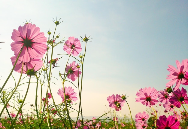 Vista de bajo ángulo del cosmos rosado creciendo en el campo contra el cielo