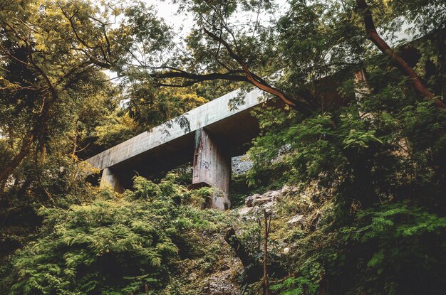 Foto vista de ángulo bajo de una cruz en medio de árboles en el bosque