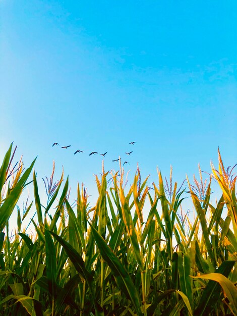 Foto vista en bajo ángulo de los cultivos contra un cielo azul claro