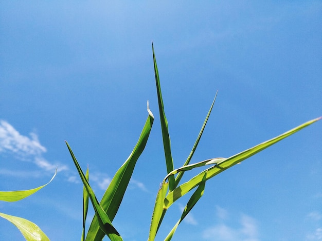 Vista en bajo ángulo de los cultivos contra el cielo azul