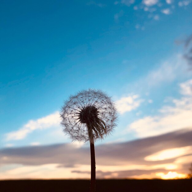 Vista de ángulo bajo del diente de león contra el cielo al atardecer