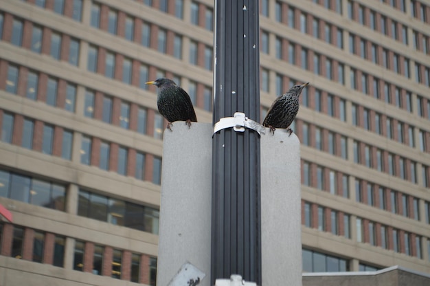 Foto vista en bajo ángulo de estorninos posados en un poste contra un edificio