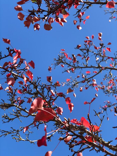 Vista de ángulo bajo de la flor de cerezo contra el cielo azul