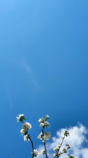Foto vista de bajo ángulo de la flor de cerezo contra el cielo azul