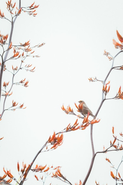 Foto vista de ángulo bajo de la flor de cerezo contra el cielo despejado con pájaro