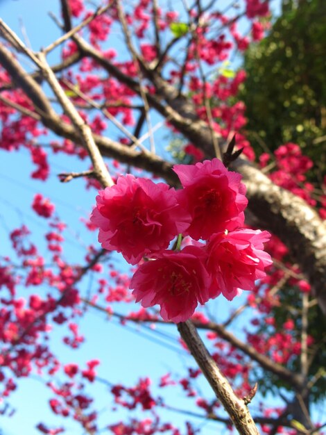 Foto vista de bajo ángulo de la flor de cerezo creciendo en el árbol