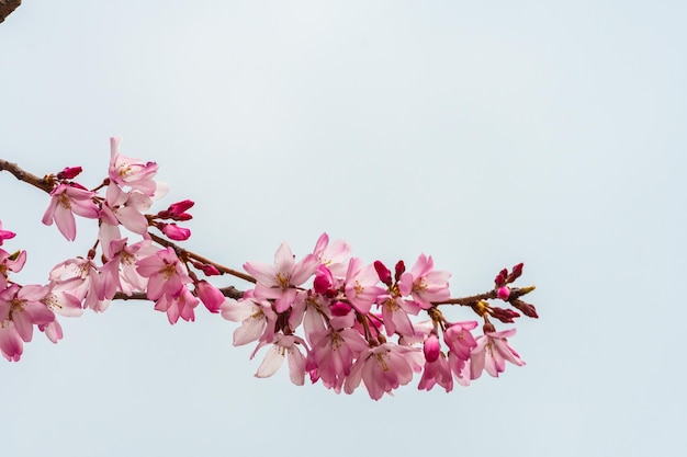 Foto vista de ángulo bajo de la flor de cerezo rosa contra el cielo